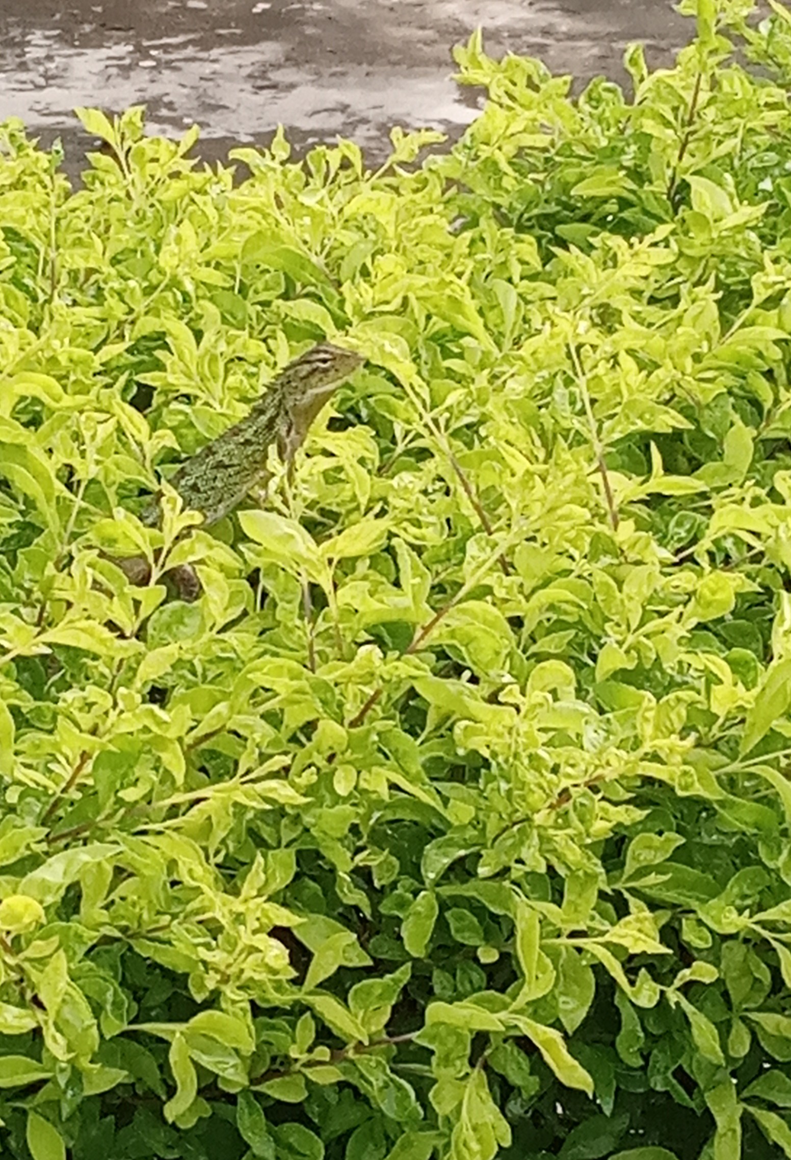 Oriental Garden Lizard