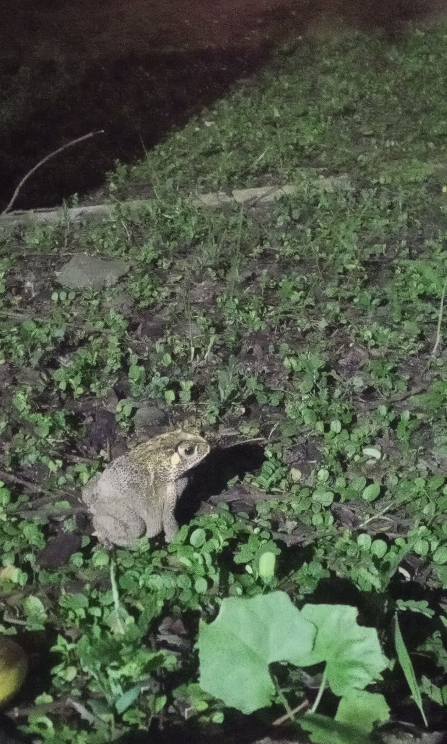 Asian Common Toad