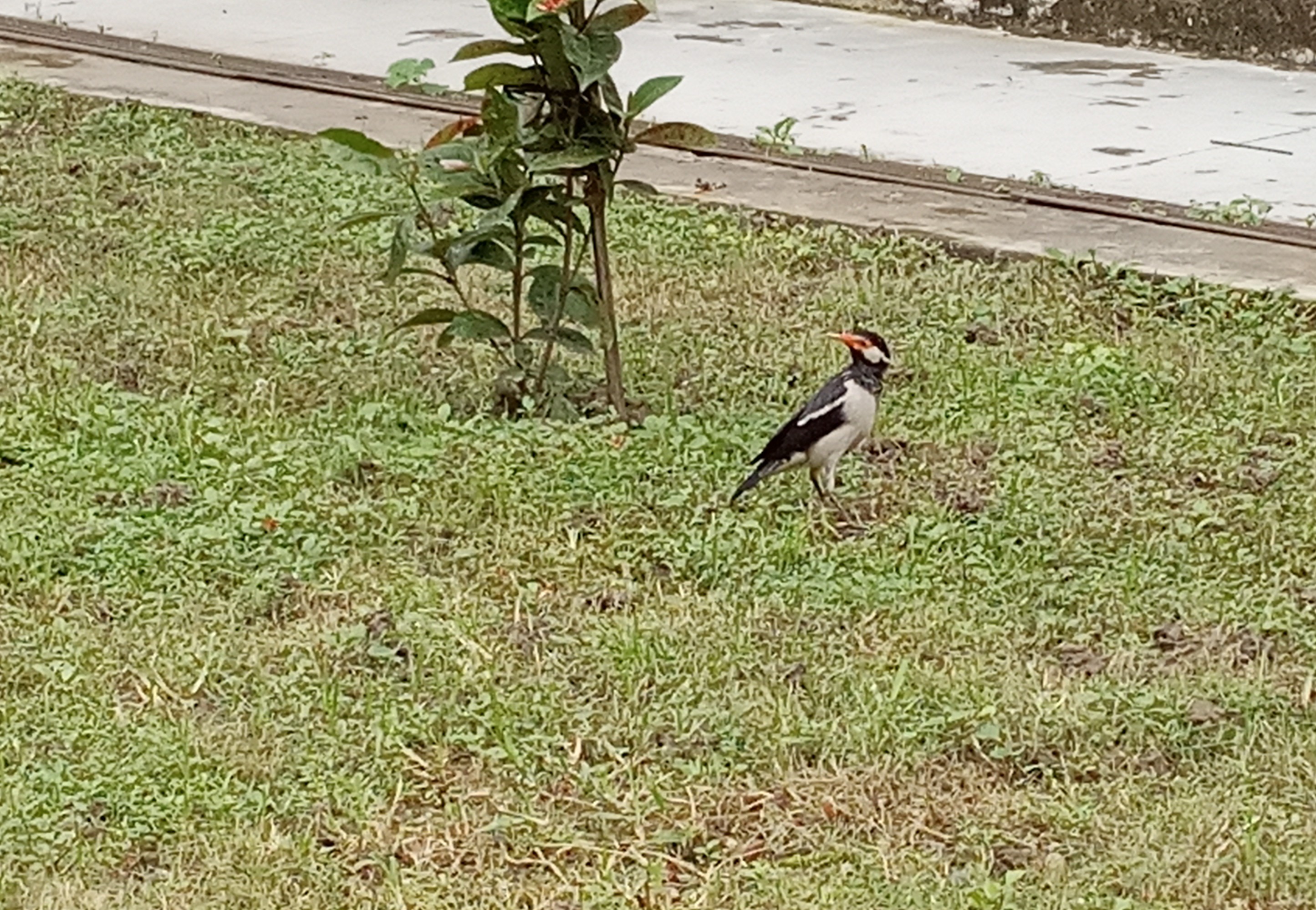 Indian Pied Myna