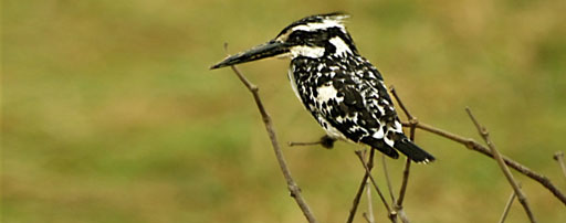 Black Pied Kingfisher; Bhitarkanika National Park