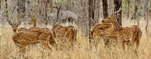 Spotted Deer; Pench National Park, Madhya Pradesh