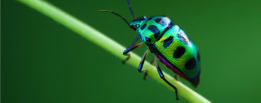 Jewelled Beetle