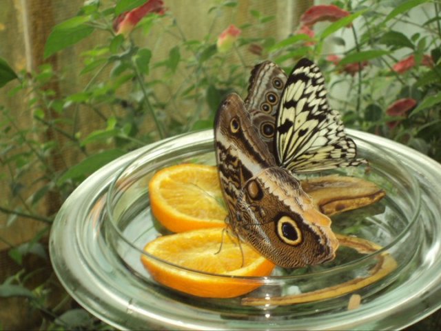 beautifulbutterflymuseuminselmainau.jpg