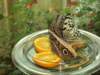 beautifulbutterflymuseuminselmainau_small.jpg